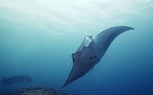 manta ray swimming under blue sea