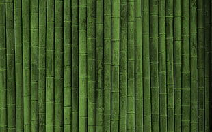 green bamboo stick
