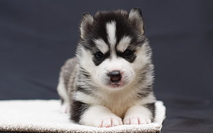 closeup photography of black and white Siberian Husky puppy prone lying
