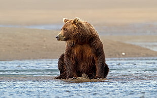 brown bear sitting on sand near body of water during daytime