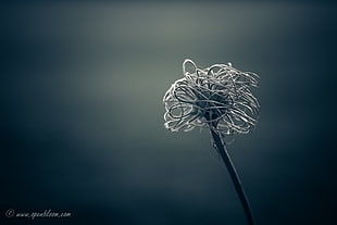 dandelion flower, depth of field, minimalism HD wallpaper