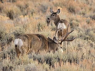 two deer on greenfields, wyoming
