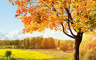 yellow leafed brown tree HD wallpaper