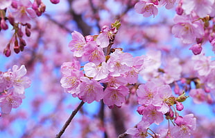 close up photo of Cherry Blossom HD wallpaper