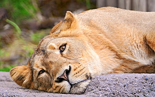 lioness leaning on gray rock