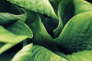 Macro photography of green leaves HD wallpaper