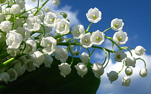 white petal flowers HD wallpaper