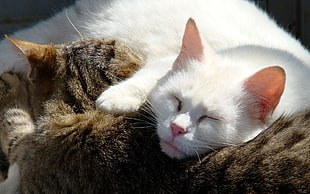 white and gray medium coated sleeping cats