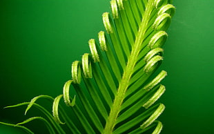 green leaf plant