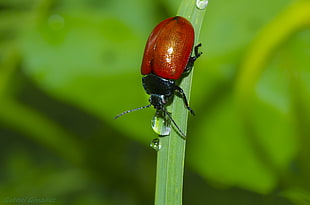 shallow Focus Photography of red and black Beetle on green grass during daytime