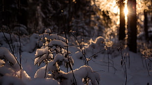 green trees with snow during sunrise