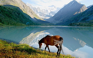 borwn horse near lake during daytime