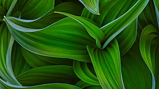 green leafed plant, plants HD wallpaper