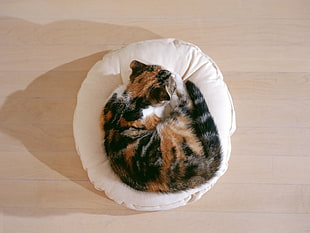 calico cat on white pet bed