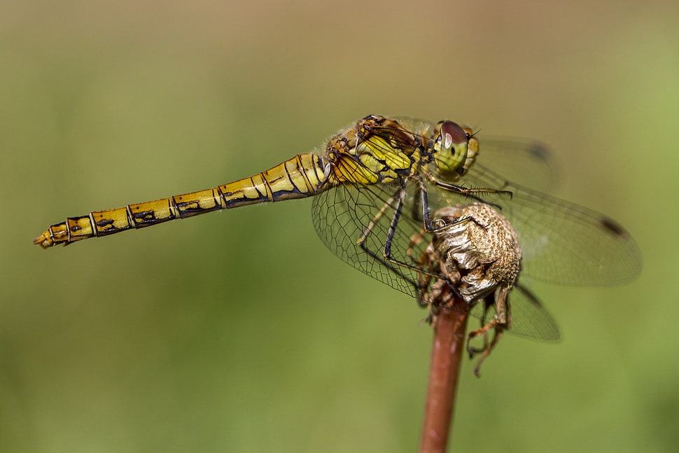 selective focus of green dragonfly, sympetrum, common darter HD wallpaper