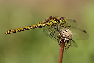 selective focus of green dragonfly, sympetrum, common darter HD wallpaper