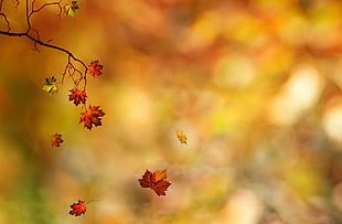 selective focus photography of Maple leaves falling