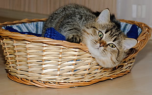 gray tabby cat lying on brown wicker pet bed