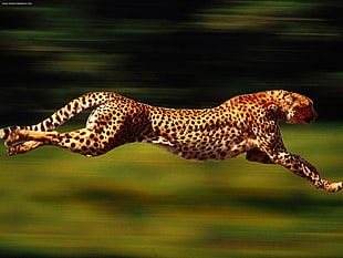 selective photo of leopard
