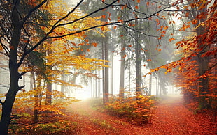 forest tree field, mist, landscape, nature, forest HD wallpaper