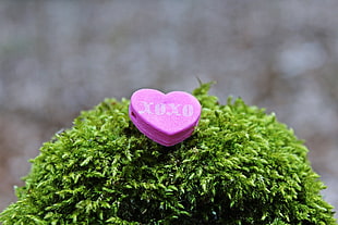 heart-shape pink Xoxo-printed plastic container HD wallpaper