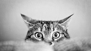 grayscale photo of tabby kitten, cat, monochrome