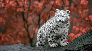 closeup photo albino leopard cub on gray tree trunk