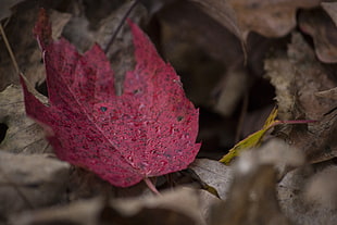 red maple leaf on shallow photography