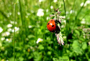 ladybug beetle on green grass closeup photography, ladybird