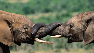 selective focus photography of two adult gray elephants