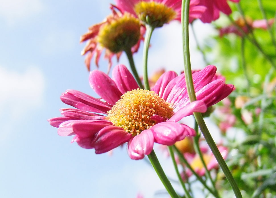 pink Daisy flowers in bloom during daytime HD wallpaper