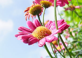 pink Daisy flowers in bloom during daytime