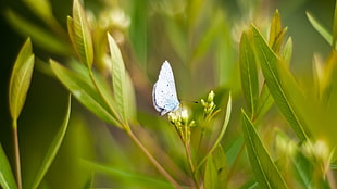 close up focus photo of a Summer Azure butterfly on green leaf HD wallpaper