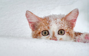 orange tabby kitten on snowfield at daytime