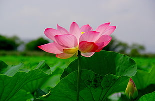 selective focus photography of a pink Lotus with green stem and green leaves