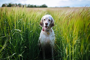 white short-coated dog in green fields during daytime