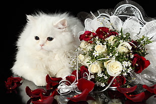 white persian cat beside bouquet of flower