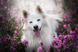 long-coated white dog, animals, dog, flowers, nature