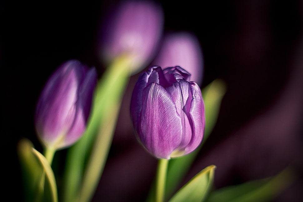 two purple flowers in macro photography HD wallpaper