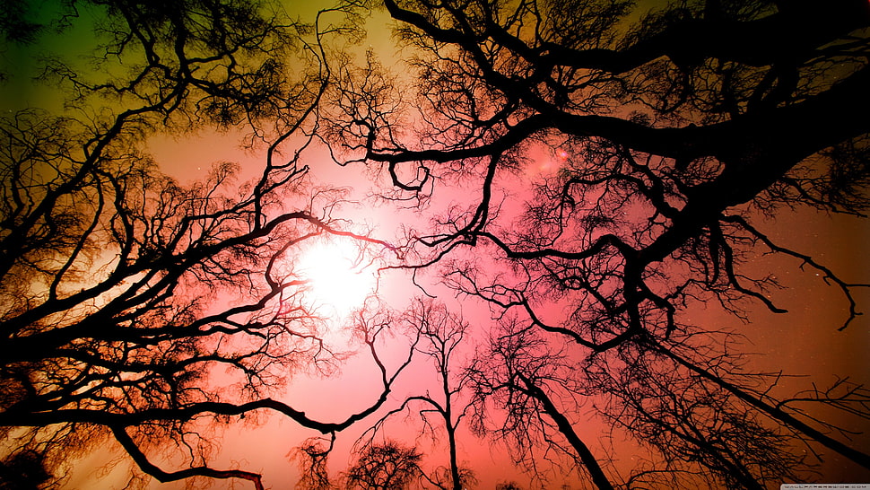 brown bare tree HD wallpaper