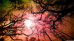 brown bare tree