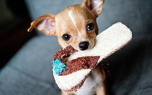 tan Chihuahua with flip flop on mouth