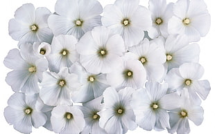 white petal flower lot HD wallpaper