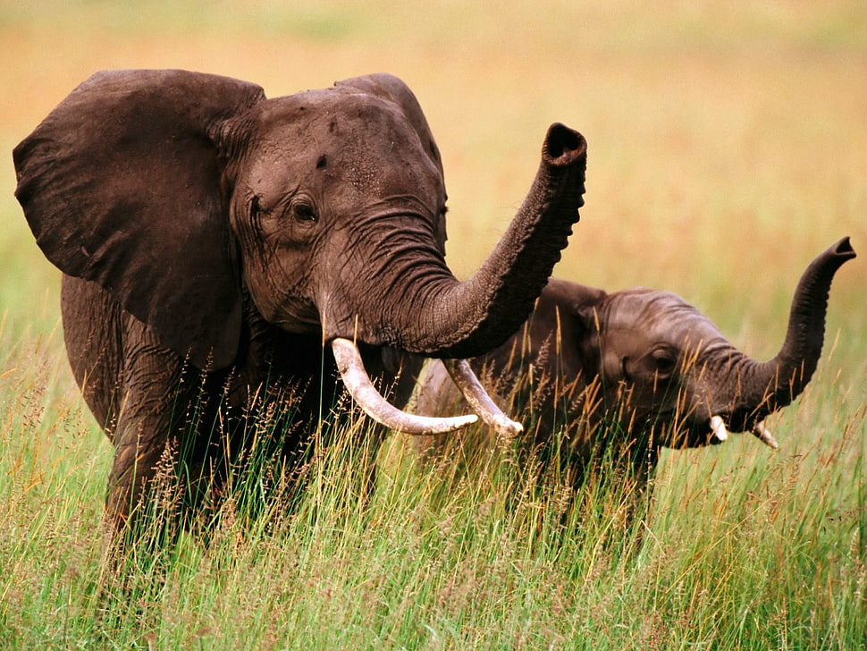 two brown elephants HD wallpaper