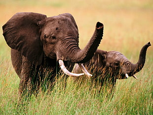 two brown elephants