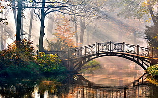 brown foot bridge, mist