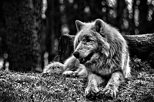 greyscale photo of wolf, wolf, forest, monochrome, animals
