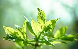 green leaf plant surrounded by green trees