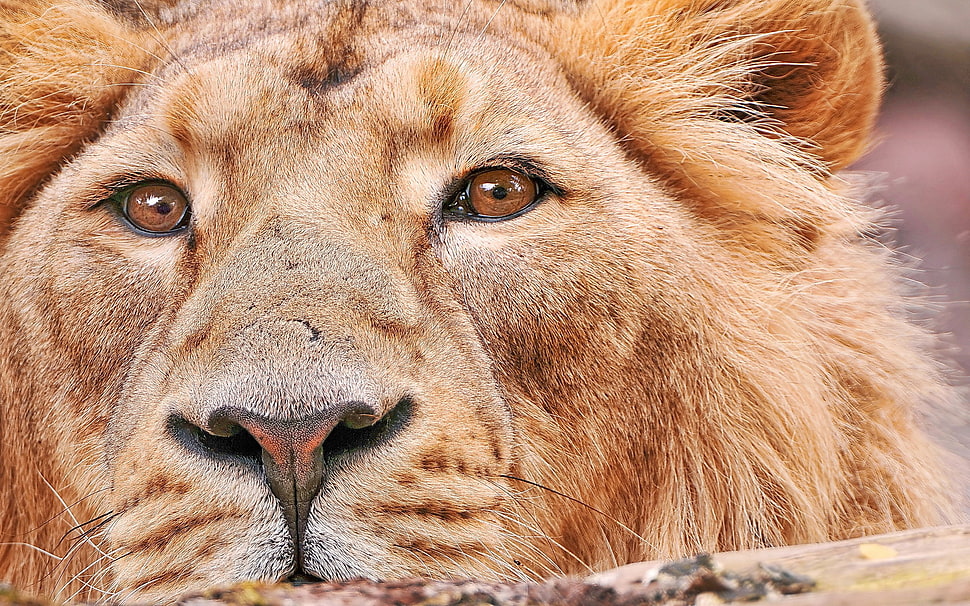 brown lion, lion, closeup, animals HD wallpaper