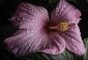 macro photography of pink Hibiscus flower with dewdrops
